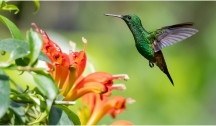 Paradis Exotiques (Guadeloupe) Vol en option
